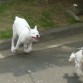 corre skadi corre